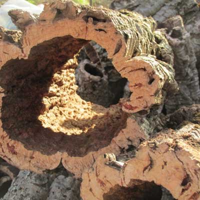 About cork - learn about cork characteristics and harvesting
